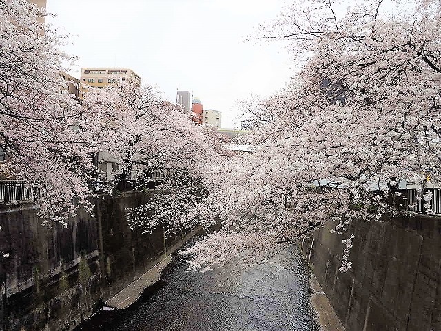 イニシア板橋区役所前周辺環境 石神井川の桜並木